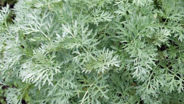 ARTEMISA ANNUA X 30GR -LA AMISTAD BIO