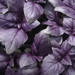 ALBAHACA MORADA X ATADO