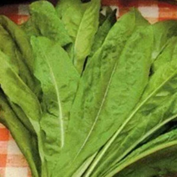 RADICHETA AGROECOLÓGICA X ATADO