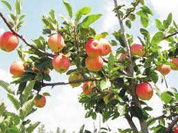 MANZANA PRINCESA - X KILO ( VARIEDAD DE VERANO)