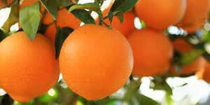 NARANJA ORGANÍCA X KILO-