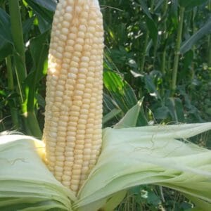 CHOCLO X UNIDAD-AGROECOLOGÍCO-