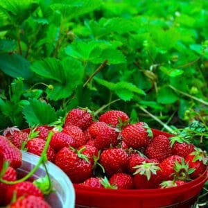 FRUTILLA 500gr.-AGROECOLÓGICA-