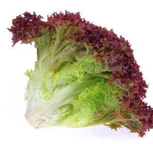 LECHUGA MORADA  X PLANTA