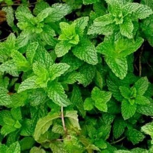 MENTA NEGRA X ATADO-AGROECOLOGÍCA