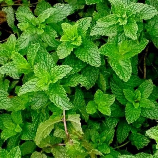 MENTA X ATADO-AGROECOLOGÍCA