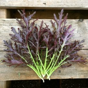 LECHUGA MIZUNA  MORADA X ATADO-AGROECOLOGÍCA