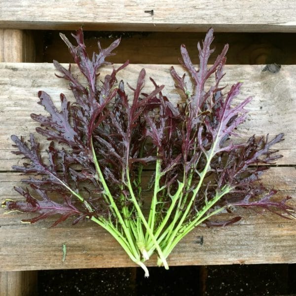 LECHUGA MIZUNA  MORADA X ATADO-AGROECOLOGÍCA