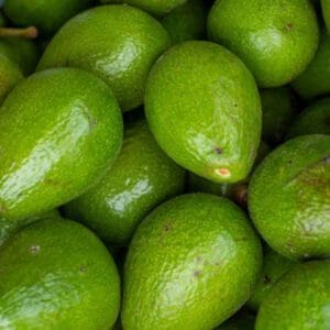 PALTA TOR0 X  UNIDAD