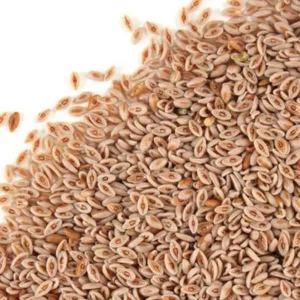 SEMILLAS DE ZARAGOTONA ( PSYLLIUM) X 100gr.