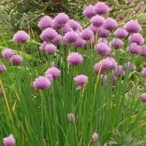 FLOR DE CIBOULETTE X 150GR